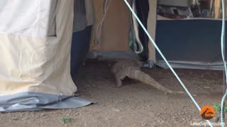 Enorme lagarto asusta a turistas luego de meterse en una carpa