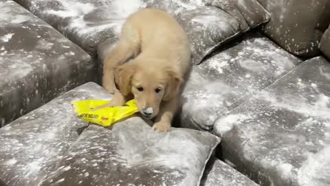 Golden Retriever Puppy Makes a Mess With Flour
