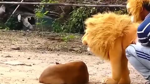 ##Fake tiger prank with dog##