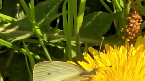 A butterfly and a bee suck nectar from dandelions.