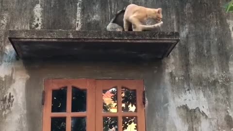 “The Hero Cat saves the Beauty one from upwindow”