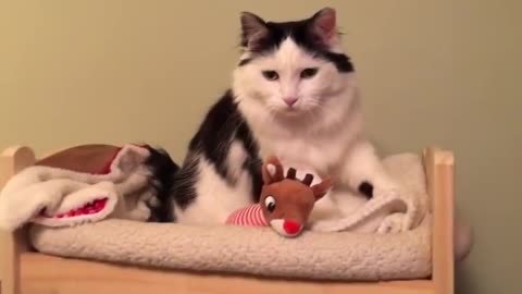 Cat Puts Herself to Sleep in Tiny Human Bed