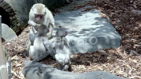 Funny behavior of three