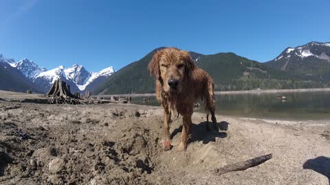 Golden Retriever buries toy ball in the sand