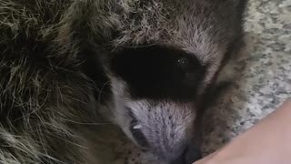 Raccoon politely asks not to tickle his palms