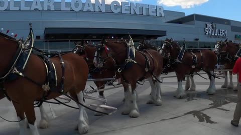 The World Famous Budweiser Clydesdales in the Las Vegas valley: Duke, Bud & friends in Henderson