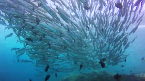 THE BEST DIVING SIPADAN ISLAND - SABAH - BORNEO - MALASIA - MALAYSIA - short video