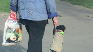 Dog and Owner Cross Street Holding Hands