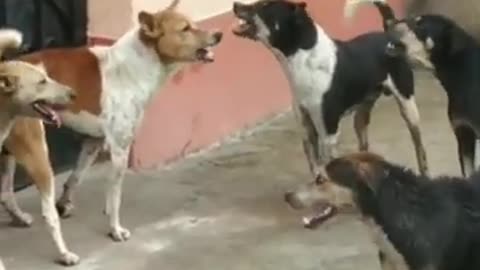 village dog v/s dog fight,. fanny doylog