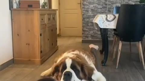 Never try pushups with a Saint Bernard 😂 #funnydogvideo