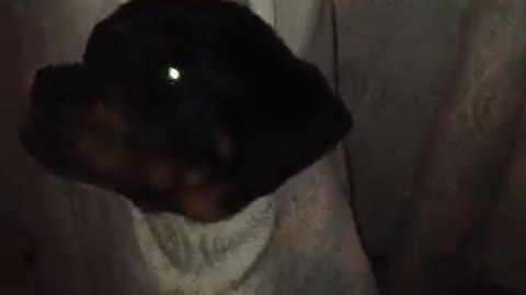 Rottweiler puppy loses battle with window curtains