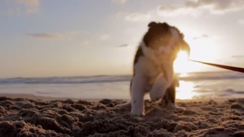 Funny Little Puppy - Play on Beach