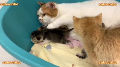 Mother cat carries tiny kitten in her teeth to feed.