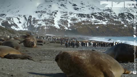 Elephant Seal Fight! Robot Spy Penguin Needs Backup From Spy Elephant Seal!