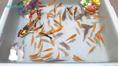 Carp fish Gourami Molly fish Cichlid fish platy -Animal videos fish videos