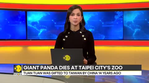 Giant Panda Tuan Tuan, gifted by China to Taiwan, dies _ Top News _ Pandas _ International News _