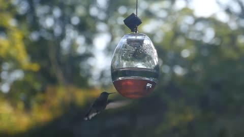 Slow Motion Hummingbirds | Slo Mo