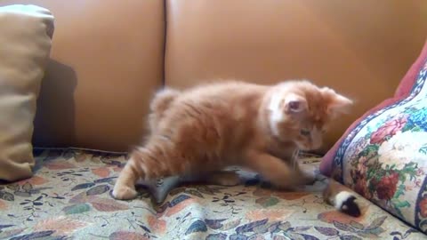 kitten playing mouse