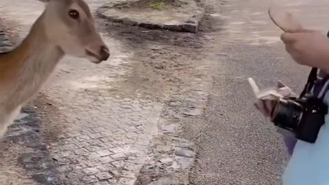 Deer Greeting The Feeder #shorts #shortvideo #video #virals #videoviral