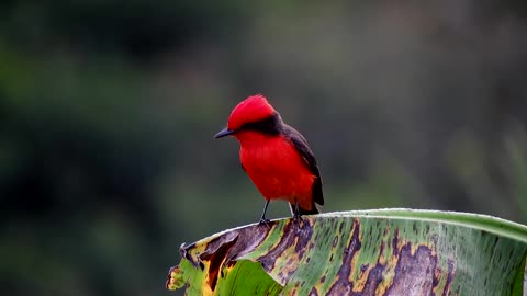 Red bird