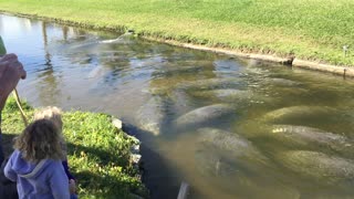 Florida manatees warming themselves in the sun