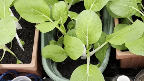 Bok Choi is doing great