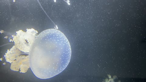 Sea Life Jellyfish