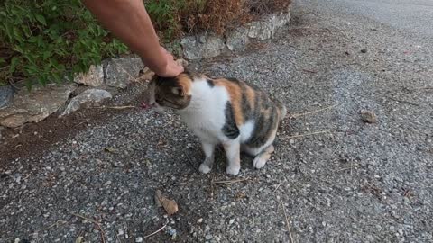 Two calico cats meowing and trilling for affection are more cute then each other