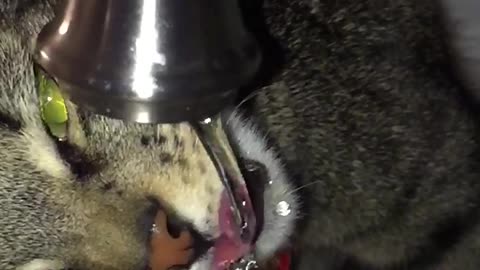 Kitten drinking water in slow mo