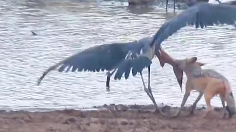 Wild jackal hunting birds