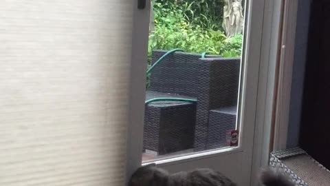 Nobody wants to get outside as badly as this cat