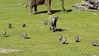 cute Baby Elephant Happy Playing 😍