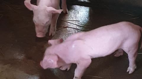 01 #pig #pigs #piggy #pigsofinstagram #piglet #minipig #piggies #oink #petpig