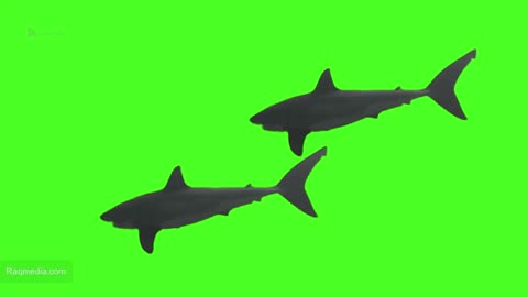 Group of Great White Sharks Megalodon Green Screen Video Background Animation 4K Chroma Key Footage