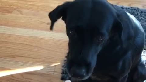 Dog can't make eye contact with slice of clementine