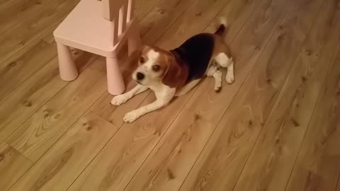 Dog wants to play dead but it's a chair on his way