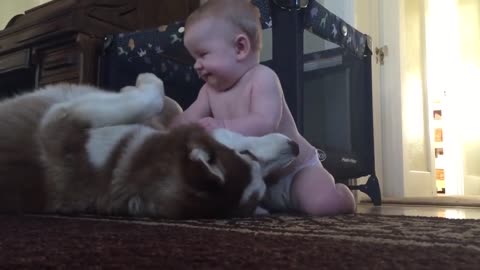Husky Attempts To Looks Tough For Baby, But Rolls Over In Happiness When Baby Pets Him