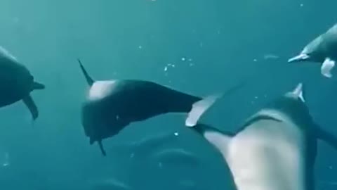 scuba diving with dolphins. and listen to dolphins talk. too great