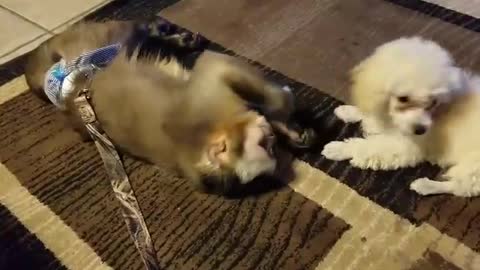 Incredibly adorable playtime between monkey and puppy