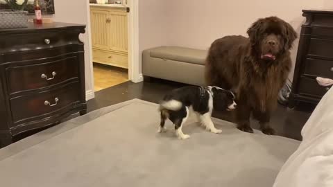 Newfie tries to bark quieter while playing with puppy friend