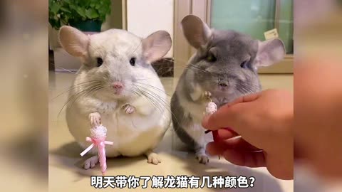 The four best hamsters to keep, which one do you like?