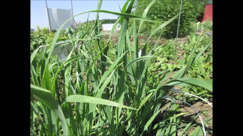 Button Grass Oat Grass Oct 2022