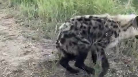 Hyena cubs adorably bite vehicle tires