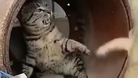 Funny Cats Videos