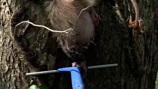 Mama Possum Got Stuck