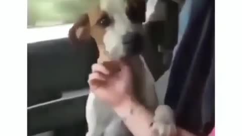 Dog's reaction to getting adopted