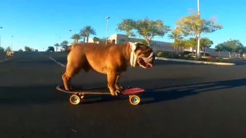 The skating bulldog that loses control and crash....