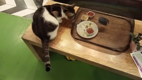 Cat Tries to Steal Food in Cafe