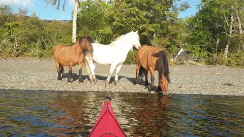 Admiring horses from sea kayaks on a journey through Loch Maree, Scotland