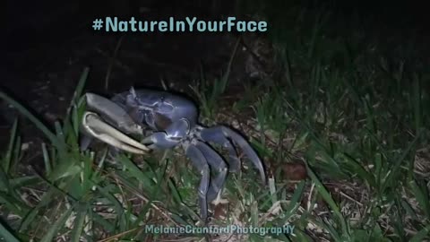 Giant Blue Crab Crossing the Road at Night